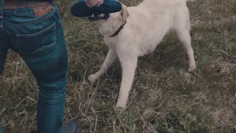 A dog with a Frisbee Stock Footage 77171874