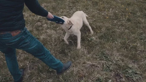 A dog with a Frisbee Stock Footage 77171888