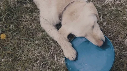 A dog with a Frisbee Stock Footage 77171966