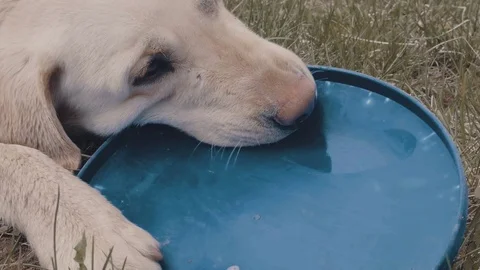 A dog with a Frisbee Stock Footage 77171967