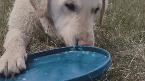 A dog with a Frisbee Stock Footage 77171995