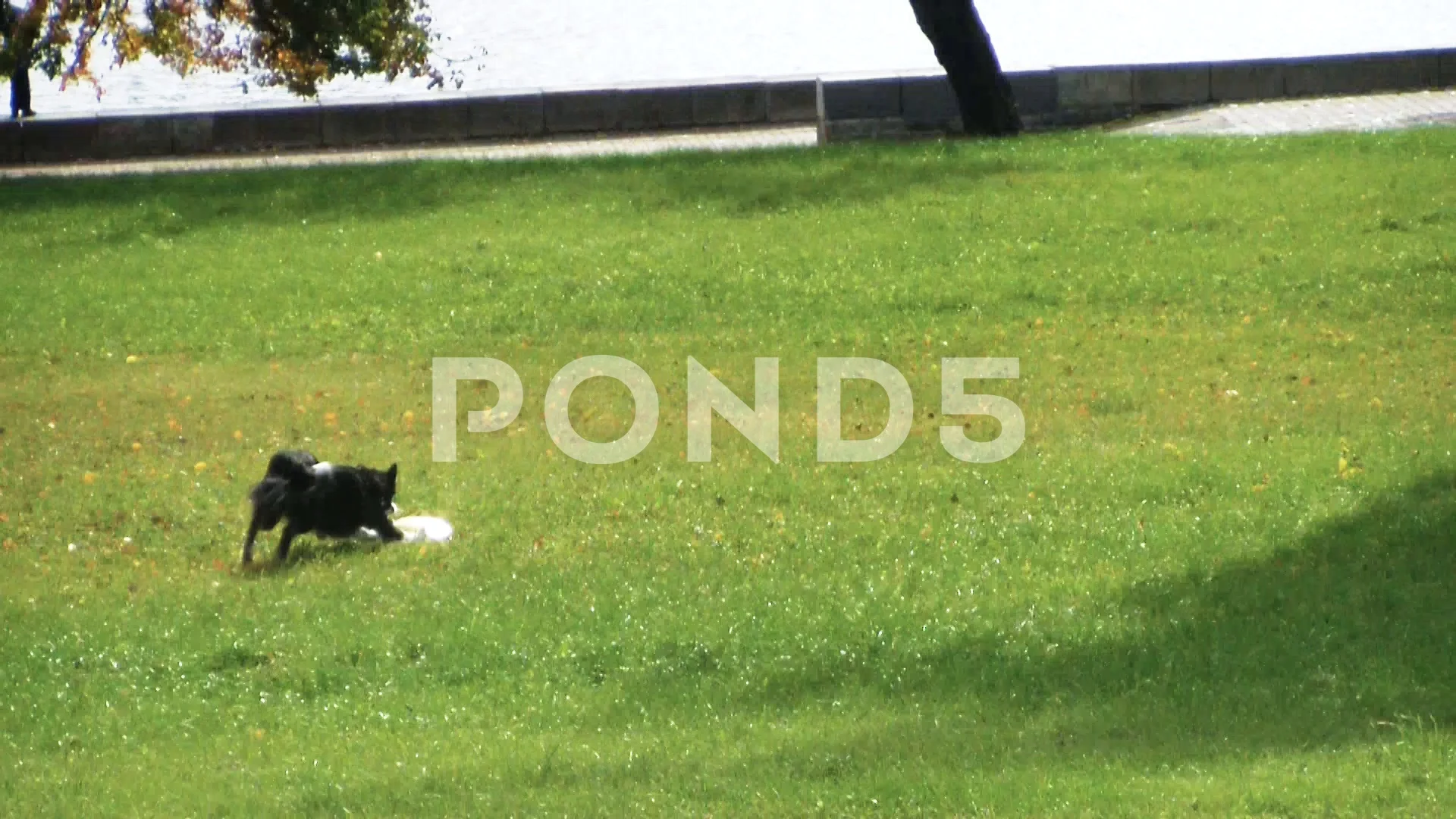 Frisbee Dog Pet Stock Footage Royalty Free Stock Videos Pond5