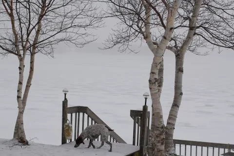Dog in front of dock in winter Stock Photos