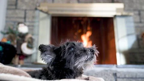 Dog in Front of Fire Stock Photos