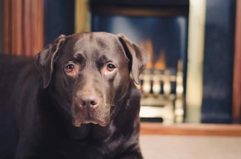 Dog in front of fireplace Stock Photos