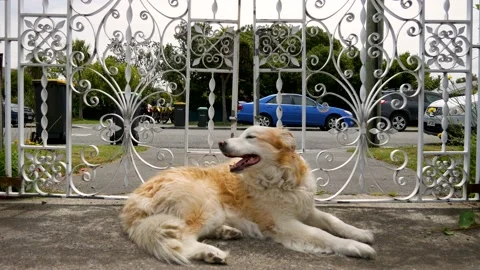 Dog in front of gate waiting for owner. Stock Footage 146199120