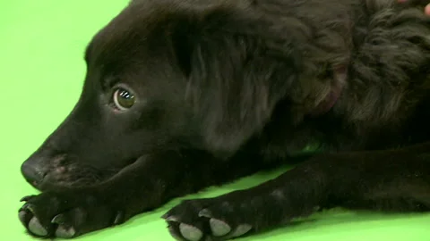 Dog in front of a green screen  스톡 동영상 135421232