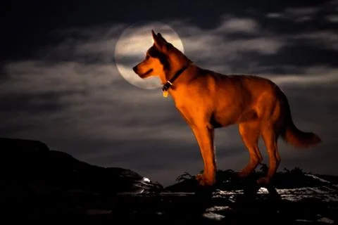 Dog in front of moon Stock Photos