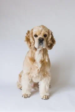 Dog in front of a white background Stock Photos