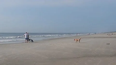 Dog fun at the beach Stockbeeldmateriaal 158021111