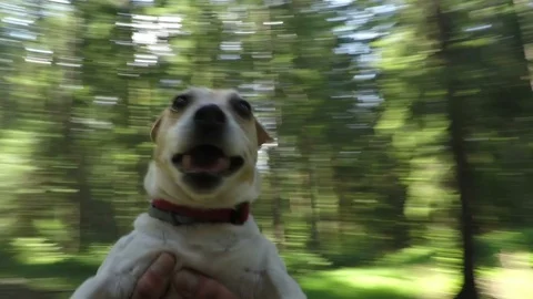 Dog Fun in the Hands of the Owner Stock Footage 120349991