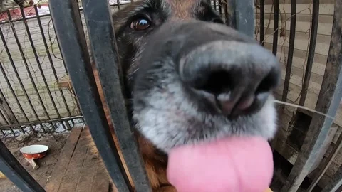 The dog is funny. The dog pulled out his tongue. Stock Footage 130741931