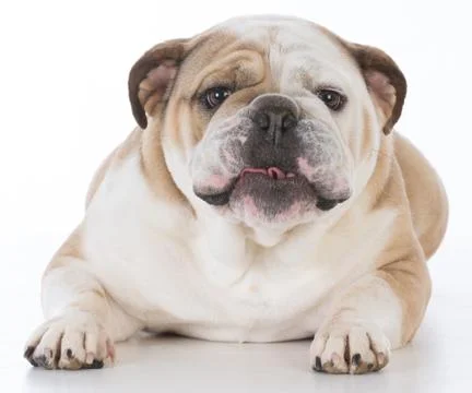 Dog with funny expression Stock Photos