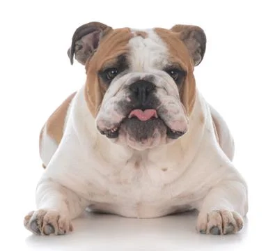 Dog with funny expression Stock Photos