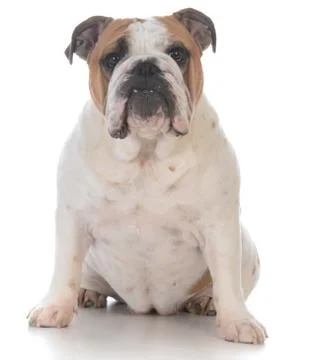 Dog with funny expression Stock Photos