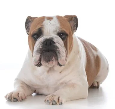 Dog with funny expression Stock Photos