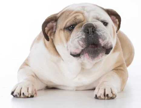 Dog with funny expression Stock Photos