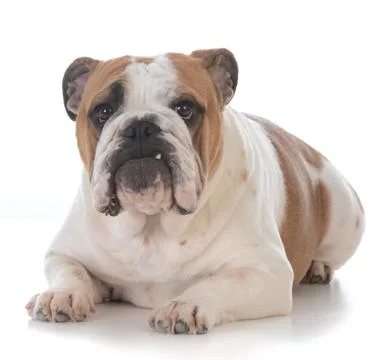 Dog with funny expression Stock Photos