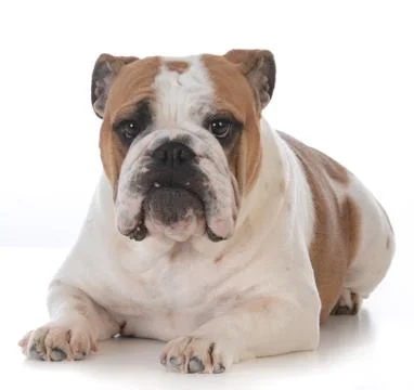 Dog with funny expression Stock Photos