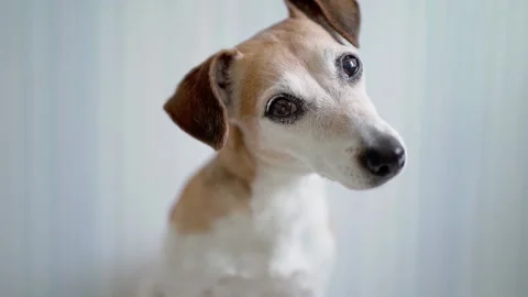 Dog funny face Vídeo Stock 132425023