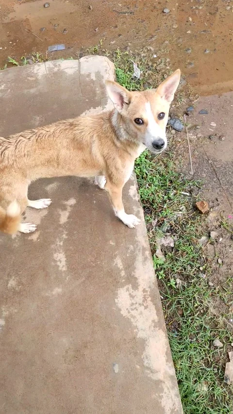 Dog Funny Stockbeeldmateriaal 255393251