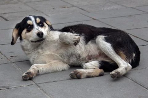 Dog in a funny pose. Stock Photos