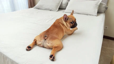 Dog in funny pose stretched out on bed, glance back over shoulder Stock Footage 310717469