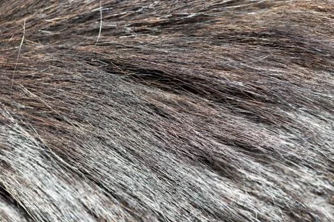 Dog fur as background. texture Stock Photos