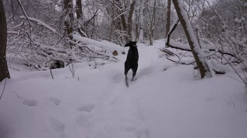 Dog Galloping on Flat Winter Trail Stock Footage 305956598