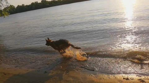 Dog gallops along the sandy river bank at sunset Stock Footage 159058388