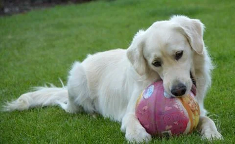 The dog game Stock Photos