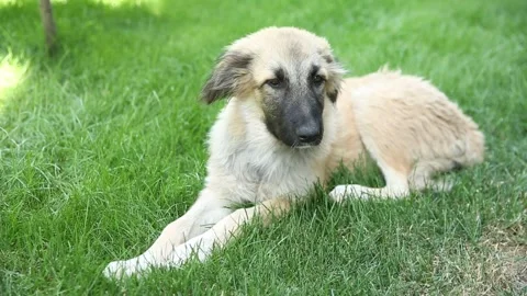 A dog in the garden 10 Video stock 314513406
