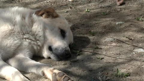 A dog in the garden 11 Stock Footage 314513407