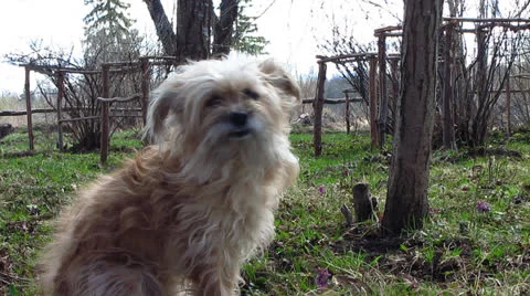 Dog in the  garden Vídeo Stock 23091400