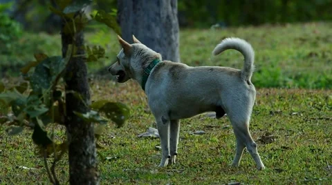 A dog in the garden Stock Footage 47895008