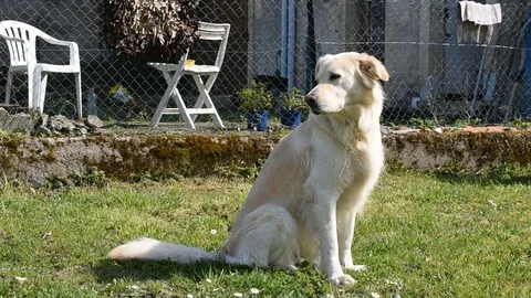 A dog in the garden Stock Footage 126755842