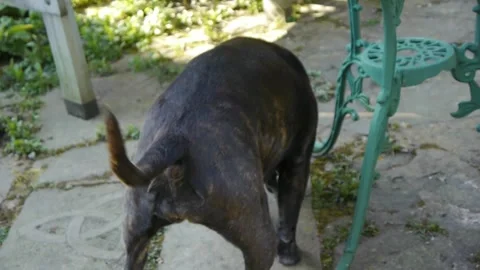 Dog in garden Stock Footage 313527922