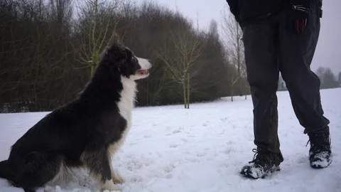 Dog gently playing with it's owner to get tennis ball, 4k Stock-Footage 86607474