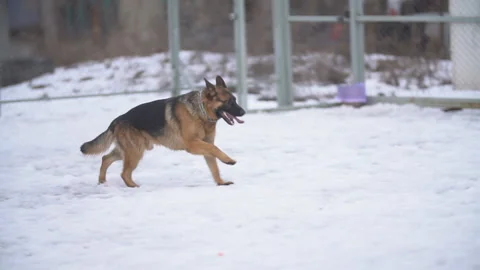 Dog German shepherd breed in winter Stock Footage 103554873