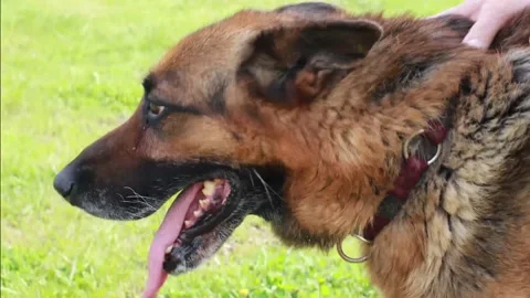 Dog German Shepherd Close Pet Tongue Out Stock Footage 153661497