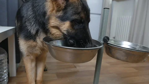 Dog German shepherd eats from a bowl in the house. Delicious pet food Stock Footage 134487743