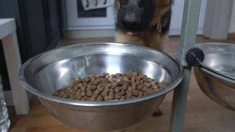 Dog German shepherd eats from a bowl in the house. Delicious pet food. Animal 스톡 동영상 134645722