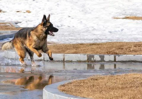 Dog German shepherd executes a command, runs on the water. Stock Photos