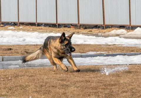 Dog German shepherd executes a command, runs on the water. Stock Photos
