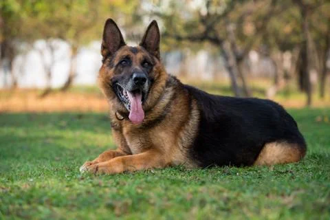 Dog german shepherd looking into camera Stock Photos