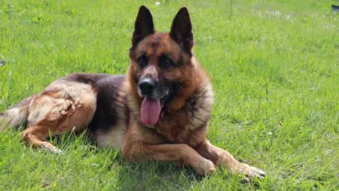 Dog German Shepherd Lying Down Tongue Out Stock Footage 153661464