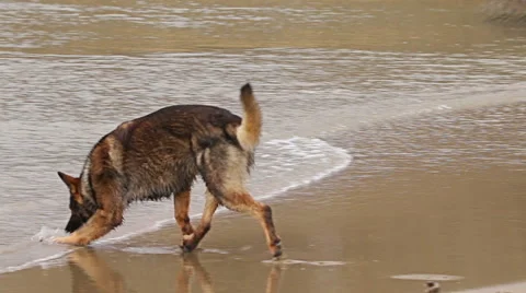 Dog German shepherd plating in the river shaking off water Video stock 60630539