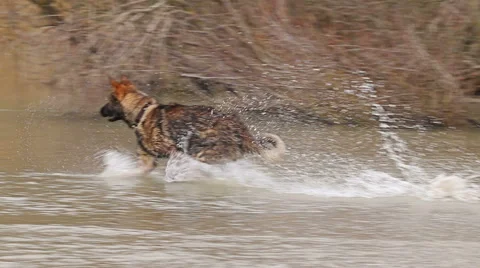 Dog German shepherd plating in the river shaking off water Stock Footage 60630705