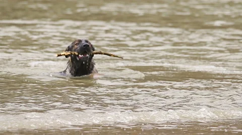 Dog German shepherd plating in the river shaking off water Stock Footage 60630761