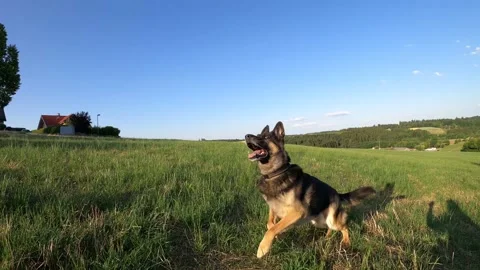 Dog German Shepherd play and catch a Stock Video Pond5